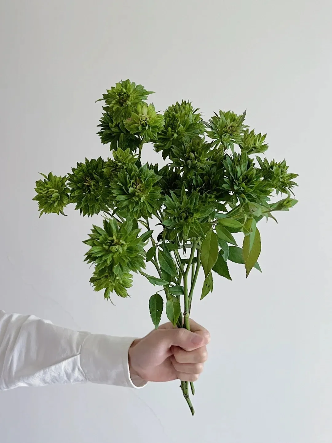 花久溪玫瑰园·绿萼 · 2
